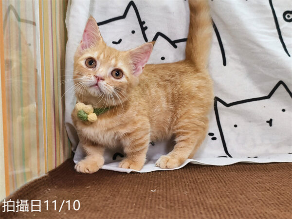 114年8月出生：《立耳曼赤肯短腿公貓》 (已售)