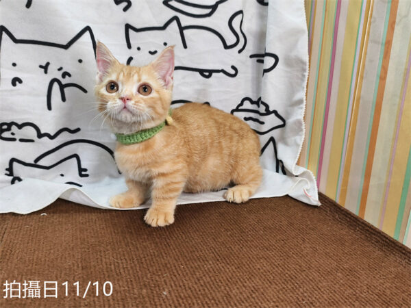 114年8月出生：《立耳曼赤肯短腿公貓》 (已售)