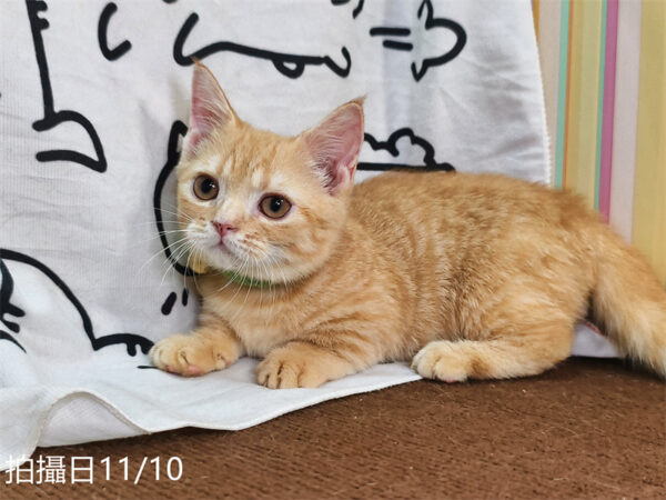 114年8月出生：《立耳曼赤肯短腿公貓》 (已售)