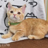 114年8月出生：《立耳曼赤肯短腿公貓》 (已售)
