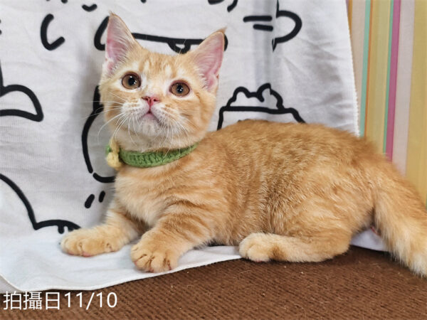 114年8月出生：《立耳曼赤肯短腿公貓》 (已售)