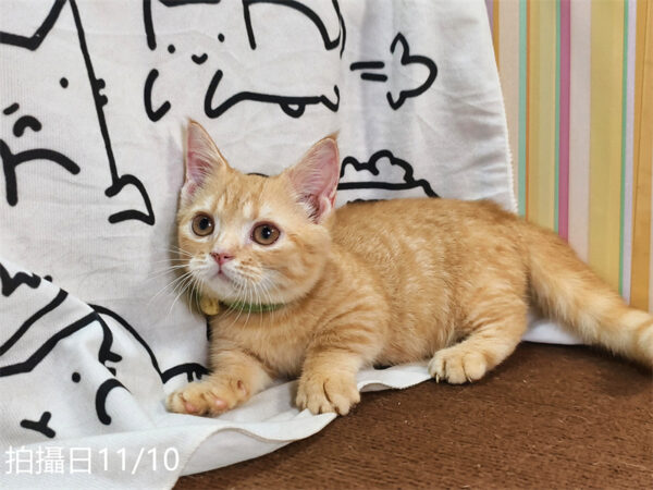 114年8月出生：《立耳曼赤肯短腿公貓》 (已售)