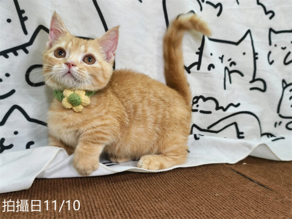 114年8月出生：《立耳曼赤肯短腿公貓》 (已售)