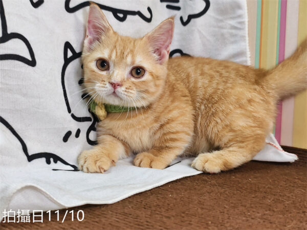 114年8月出生：《立耳曼赤肯短腿公貓》 (已售)