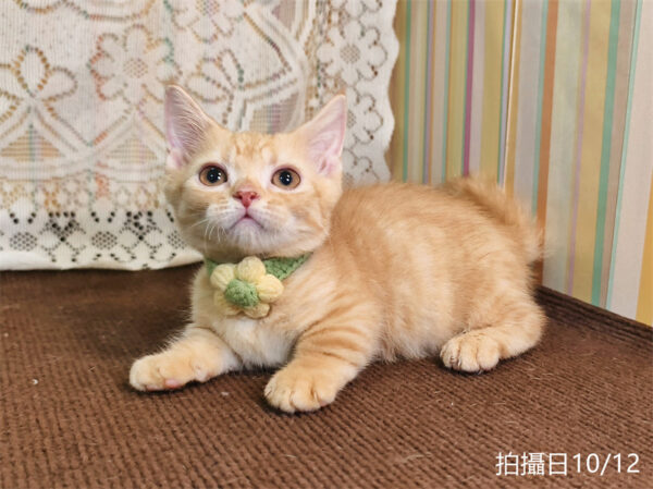 114年8月出生：《立耳曼赤肯短腿公貓》 (已售)