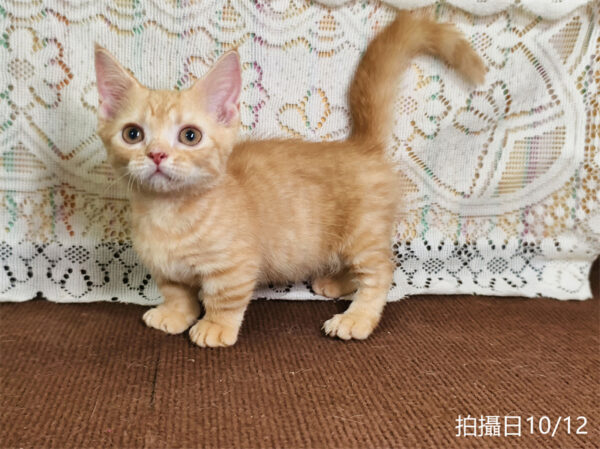114年8月出生：《立耳曼赤肯短腿公貓》 (已售)