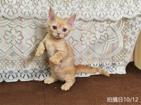 114年8月出生：《立耳曼赤肯短腿公貓》 (已售)