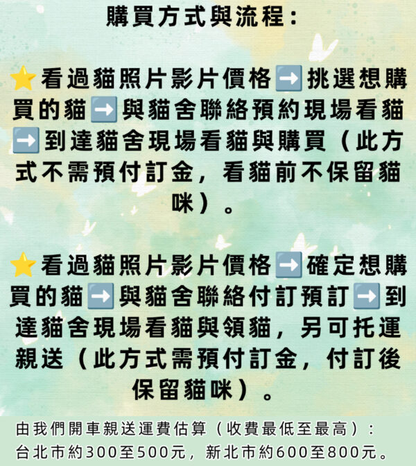 114年8月出生：《立耳曼赤肯短腿母貓》 (紫丁香)