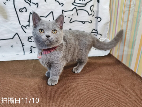 114年月8月出生：《立耳曼赤肯短腿母貓》 (已售)