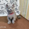 114年月8月出生：《立耳曼赤肯短腿母貓》 (已售)