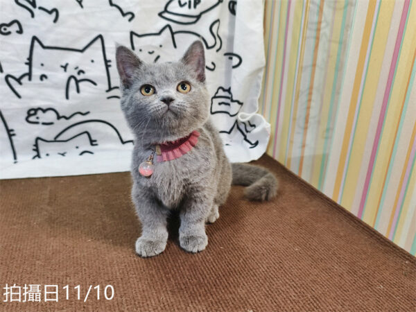 114年月8月出生：《立耳曼赤肯短腿母貓》 (已售)