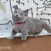 114年月8月出生：《立耳曼赤肯短腿母貓》 (已售)