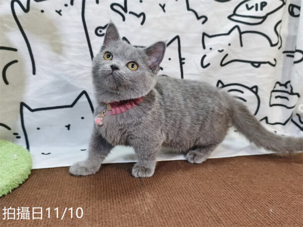 114年月8月出生：《立耳曼赤肯短腿母貓》 (已售)