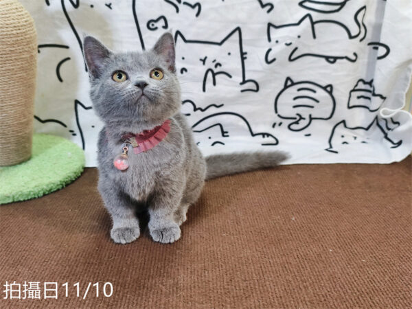 114年月8月出生：《立耳曼赤肯短腿母貓》 (已售)