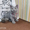 114年月8月出生：《立耳曼赤肯短腿母貓》 (已售)