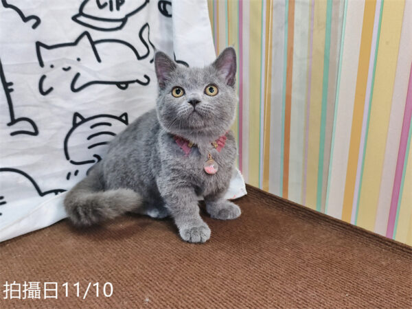 114年月8月出生：《立耳曼赤肯短腿母貓》 (已售)
