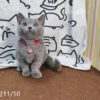 114年月8月出生：《立耳曼赤肯短腿母貓》 (已售)