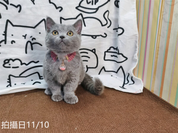 114年月8月出生：《立耳曼赤肯短腿母貓》 (已售)