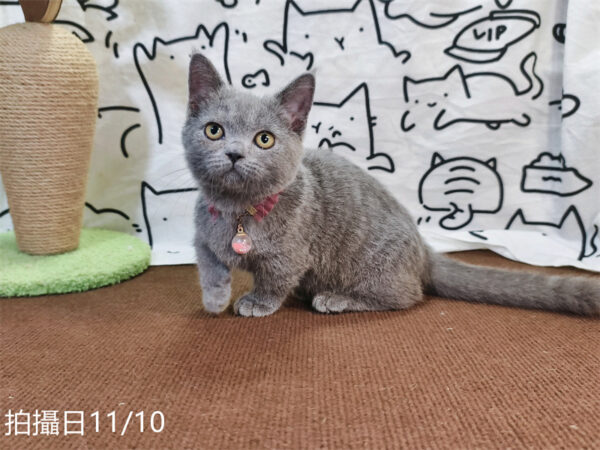 114年月8月出生：《立耳曼赤肯短腿母貓》 (已售)