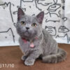 114年月8月出生：《立耳曼赤肯短腿母貓》 (已售)