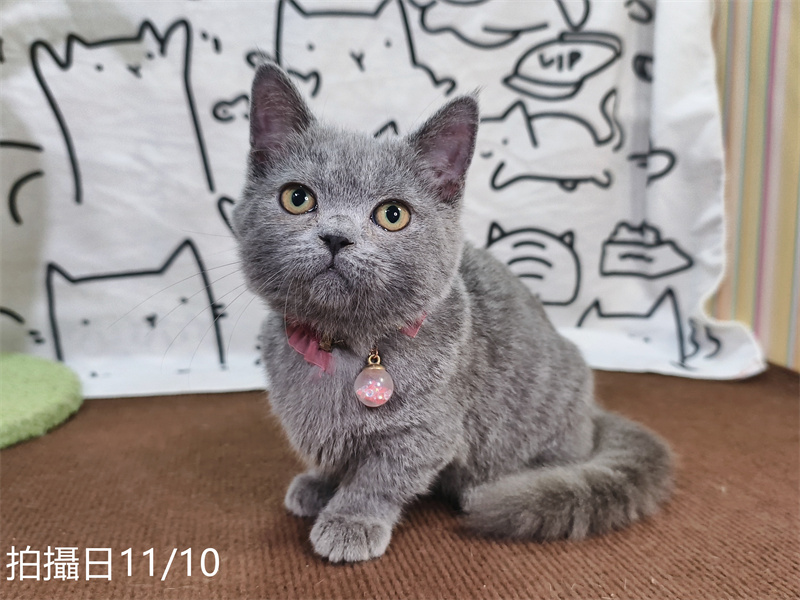 114年月8月出生：《立耳曼赤肯短腿母貓》 (已售)
