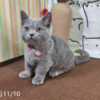 114年月8月出生：《立耳曼赤肯短腿母貓》 (已售)