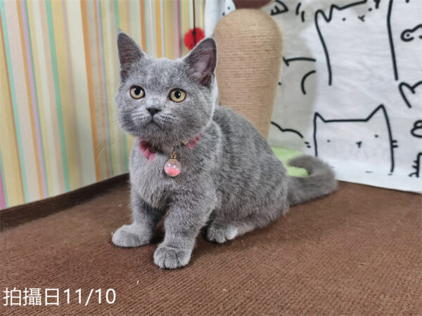 114年月8月出生：《立耳曼赤肯短腿母貓》 (已售)