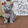114年月8月出生：《立耳曼赤肯短腿母貓》 (已售)