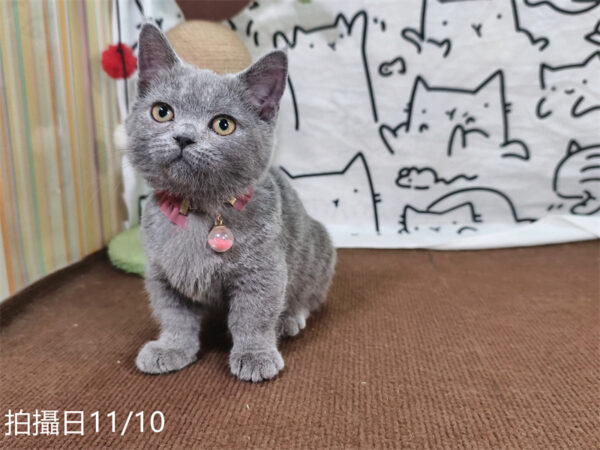 114年月8月出生：《立耳曼赤肯短腿母貓》 (已售)