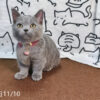 114年月8月出生：《立耳曼赤肯短腿母貓》 (已售)