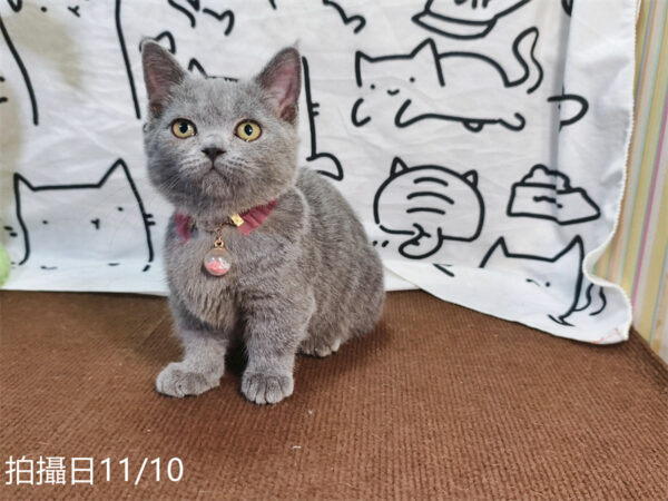 114年月8月出生：《立耳曼赤肯短腿母貓》 (已售)