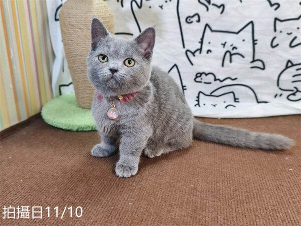 114年月8月出生：《立耳曼赤肯短腿母貓》 (已售)