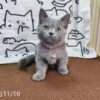 114年月8月出生：《立耳曼赤肯短腿母貓》 (已售)