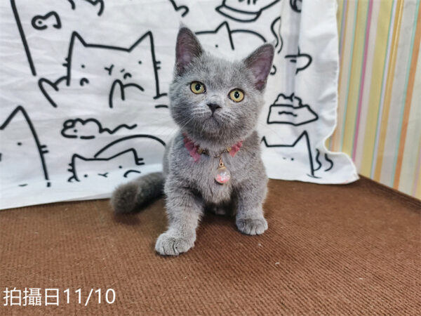 114年月8月出生：《立耳曼赤肯短腿母貓》 (已售)