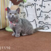 114年月8月出生：《立耳曼赤肯短腿母貓》 (已售)