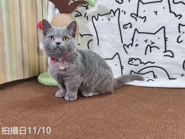 114年月8月出生：《立耳曼赤肯短腿母貓》 (已售)