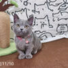 114年月8月出生：《立耳曼赤肯短腿母貓》 (已售)
