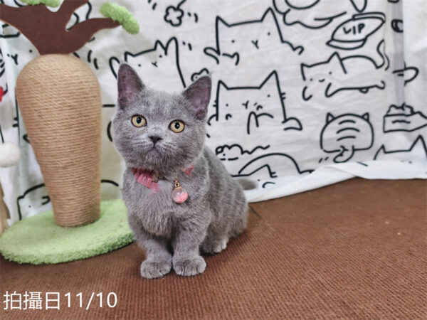 114年月8月出生：《立耳曼赤肯短腿母貓》 (已售)