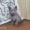 114年月8月出生：《立耳曼赤肯短腿母貓》 (已售)