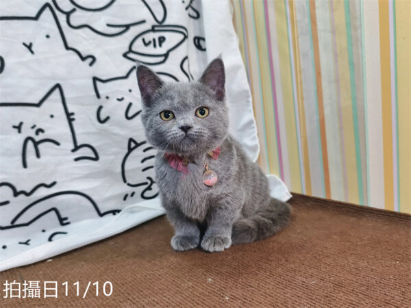 114年月8月出生：《立耳曼赤肯短腿母貓》 (已售)