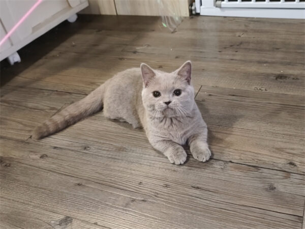 114年8月出生：《立耳曼赤肯短腿母貓》 (紫丁香)