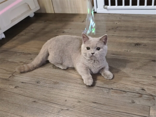 114年8月出生：《立耳曼赤肯短腿母貓》 (紫丁香)