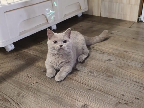 114年8月出生：《立耳曼赤肯短腿母貓》 (紫丁香)