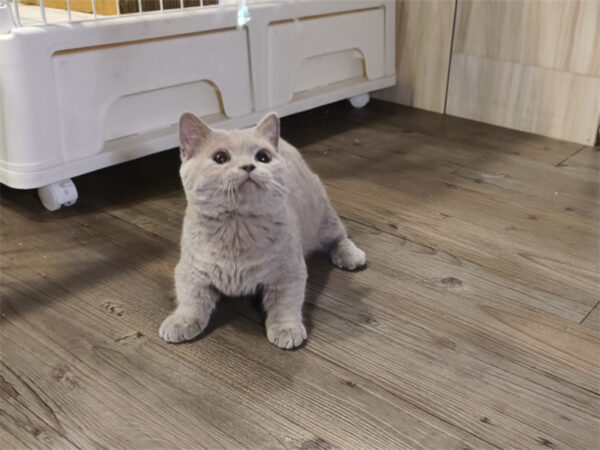 114年8月出生：《立耳曼赤肯短腿母貓》 (紫丁香)