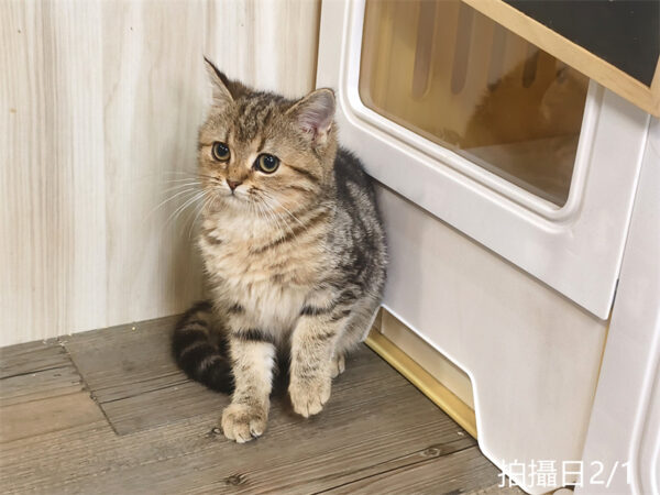 114年10月出生：《立耳美國短毛母貓》 (已被預訂)
