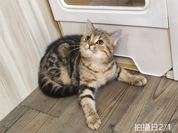 114年10月出生：《立耳美國短毛母貓》 (已被預訂)