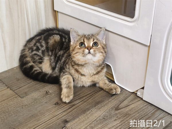 114年10月出生：《立耳美國短毛母貓》 (已被預訂)