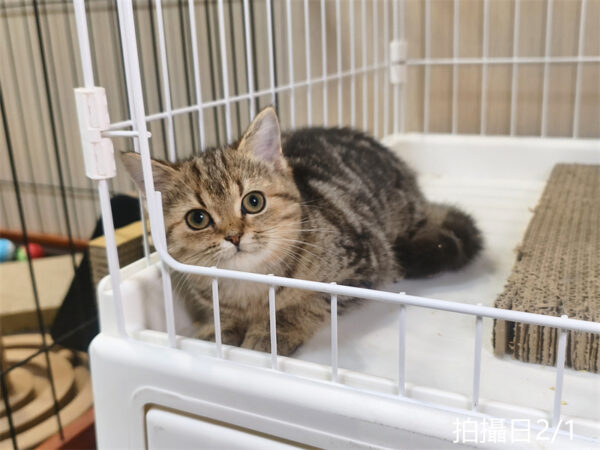 114年10月出生：《立耳美國短毛母貓》 (已被預訂)