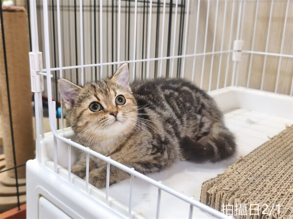 114年10月出生：《立耳美國短毛母貓》 (已被預訂)