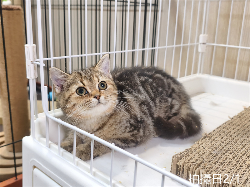 114年10月出生：《立耳美國短毛母貓》 (已被預訂)